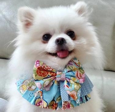 精選寵物與文創品牌展銷區。