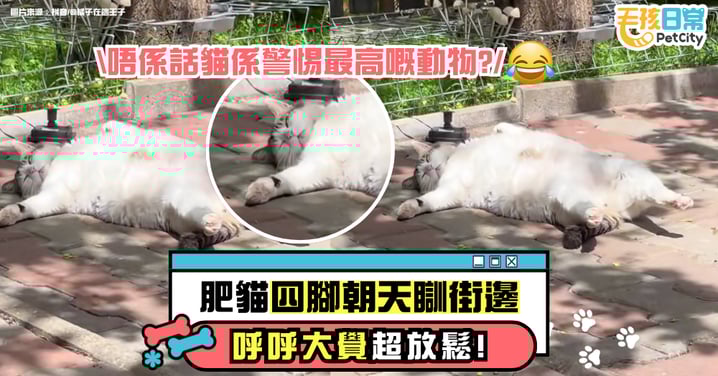肥貓四腳朝天躺路邊熟睡　肥嫩小肚呼呼大睡惹人愛　網友笑：不是說貓很警惕嗎？