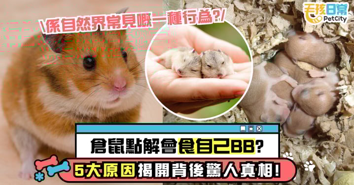 倉鼠為何會吃自己的寶寶？5大原因深度解析，揭露背後驚人真相！