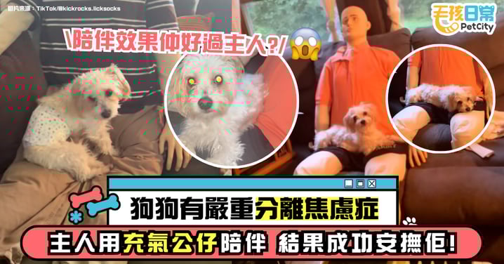 狗狗患嚴重分離焦慮症 飼主用「充氣假室友」成功安撫情緒 陪伴效果竟比主人還好!