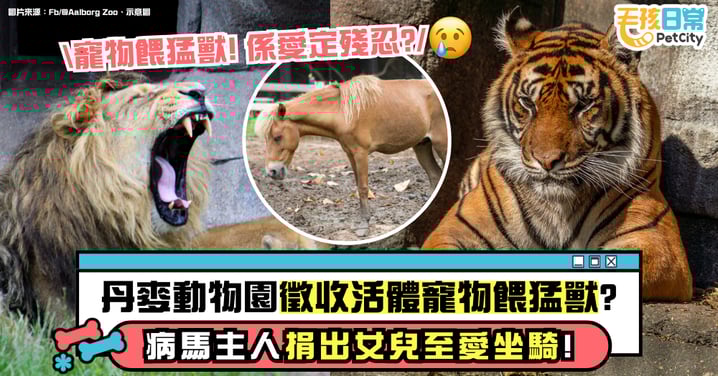 丹麥動物園徵捐活體寵物餵猛獸　病馬主人決定捐出女兒心愛坐騎