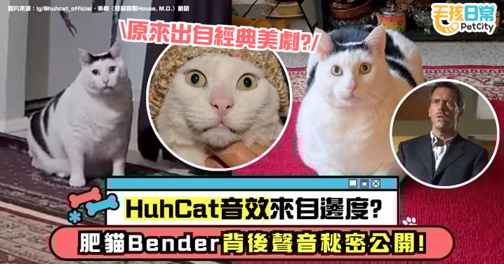 HuhCat音效從哪來?爆紅胖貓Bender背後的聲音秘密 原來是來自這部美劇!