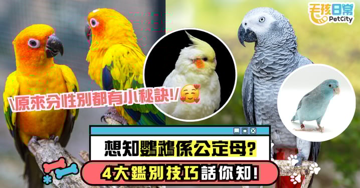 鸚鵡性別判斷方法｜如何區分鸚鵡公母？4種鑑別方式讓你不再疑惑