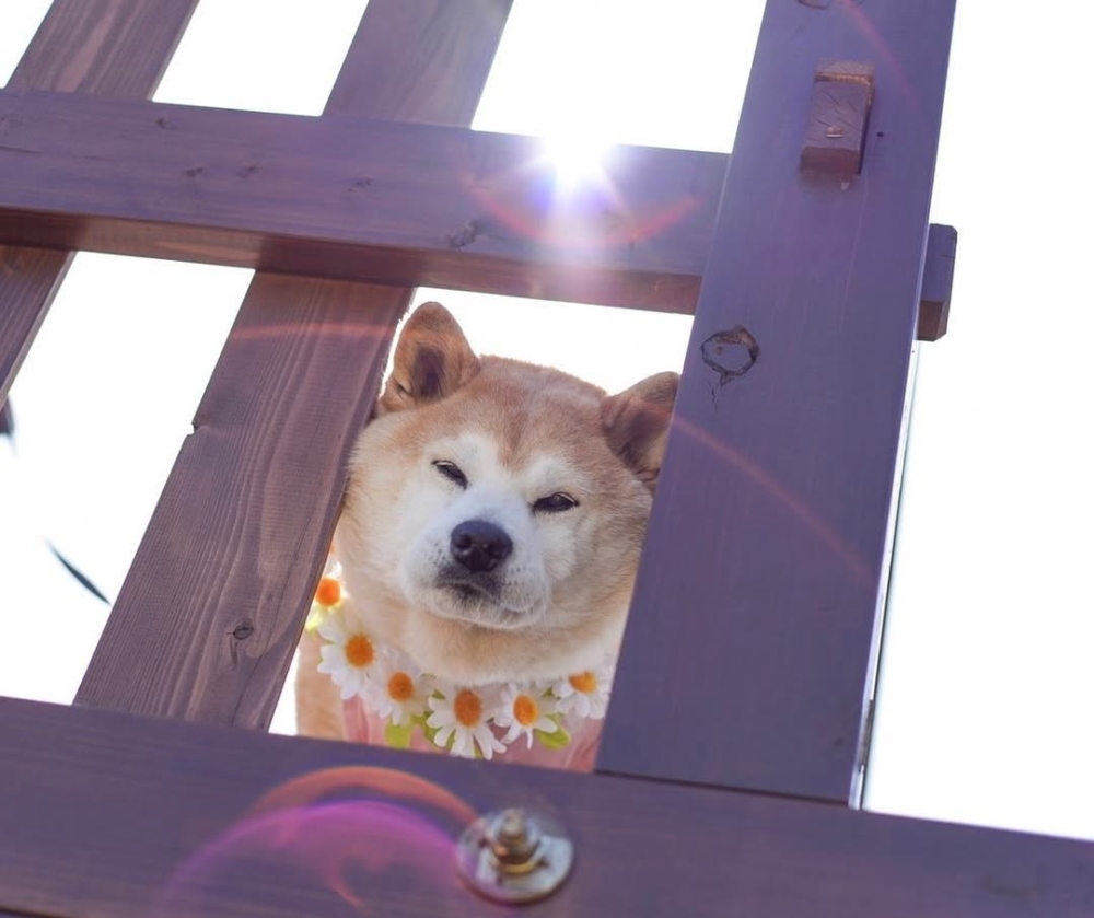 再見啦，Ponsan！