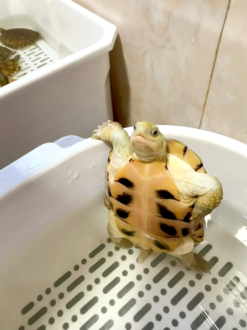 這什麼霸道總裁姿勢？