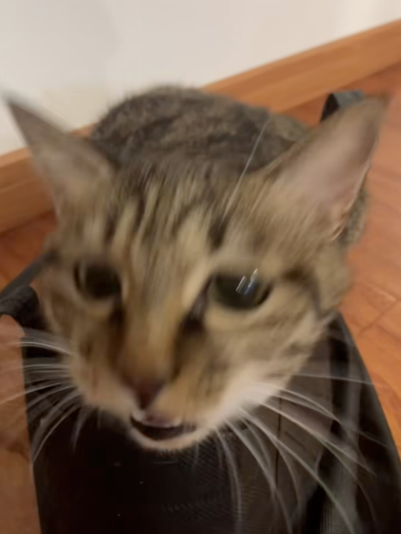 喵:嚇到你了吧?