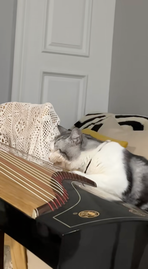 喵:用嘴巴試試~