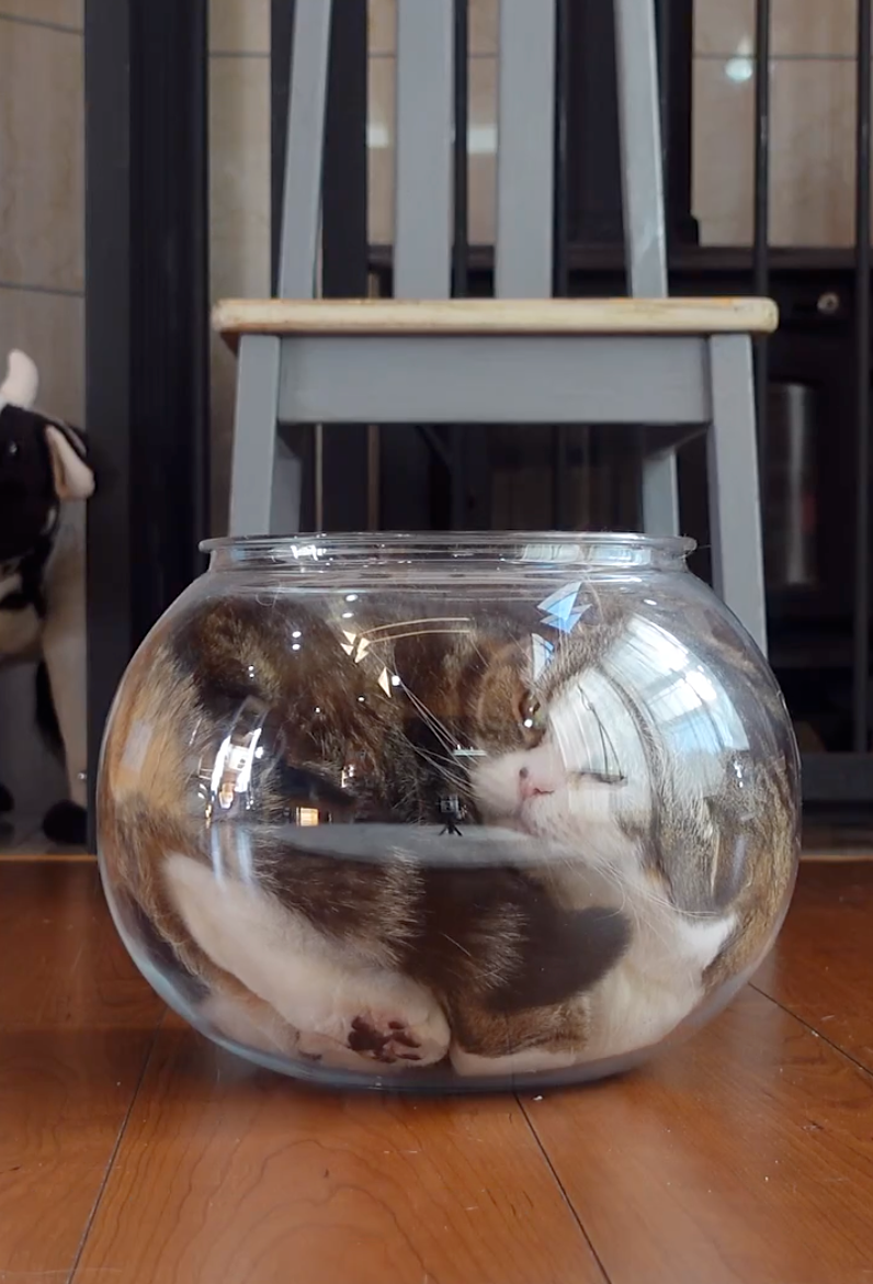 永遠懷念你，Maru。