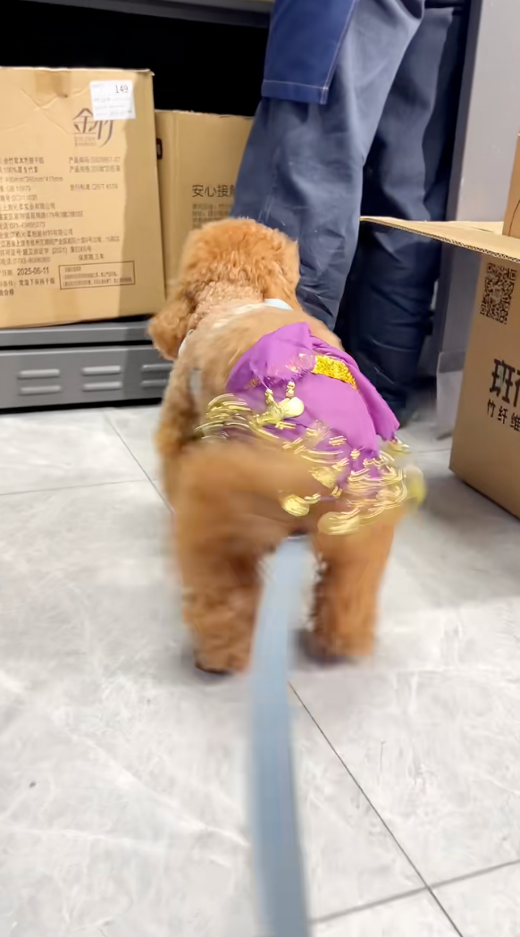 狗狗：哎呀，你來啦？！（開心瘋狂搖屁屁）