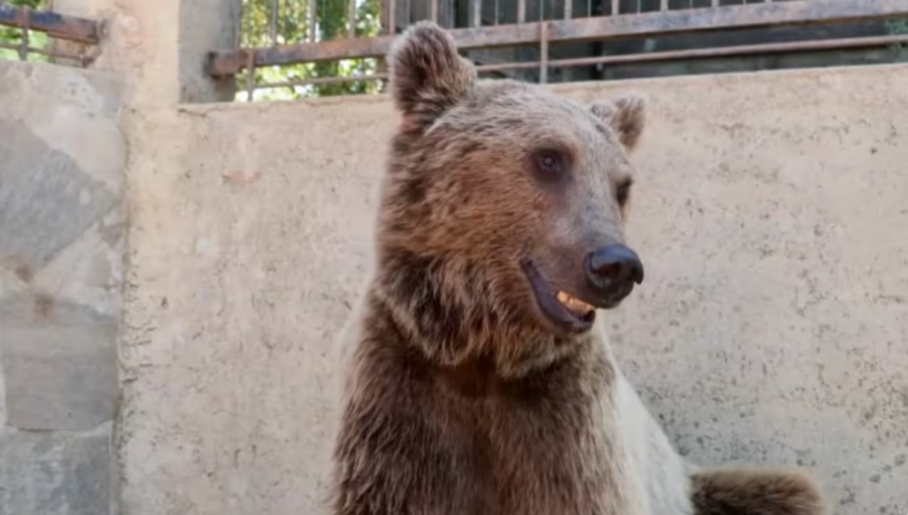 熊熊因為吃太飽而進院。