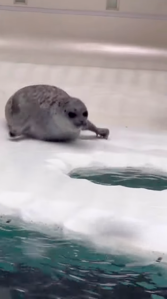 海豹：走了，不跟傻子玩。