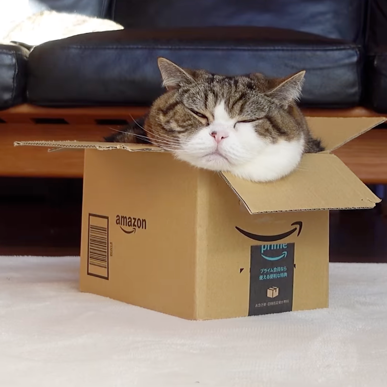 網紅貓Maru因肺癌病逝。