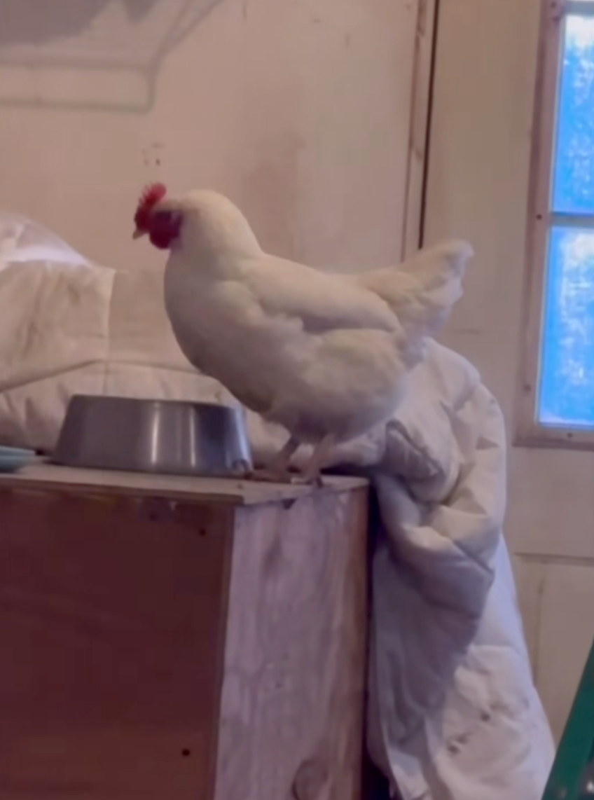 母雞還不忘檢查貓碗裡有沒有剩下食物。