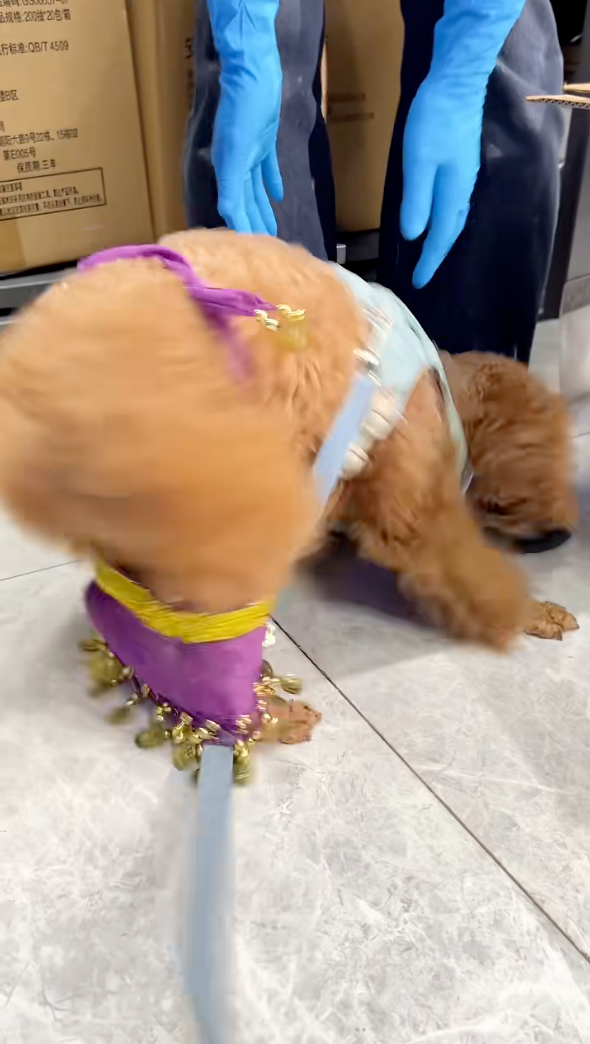 這位舞者怎麼跳一半還脫衣了？