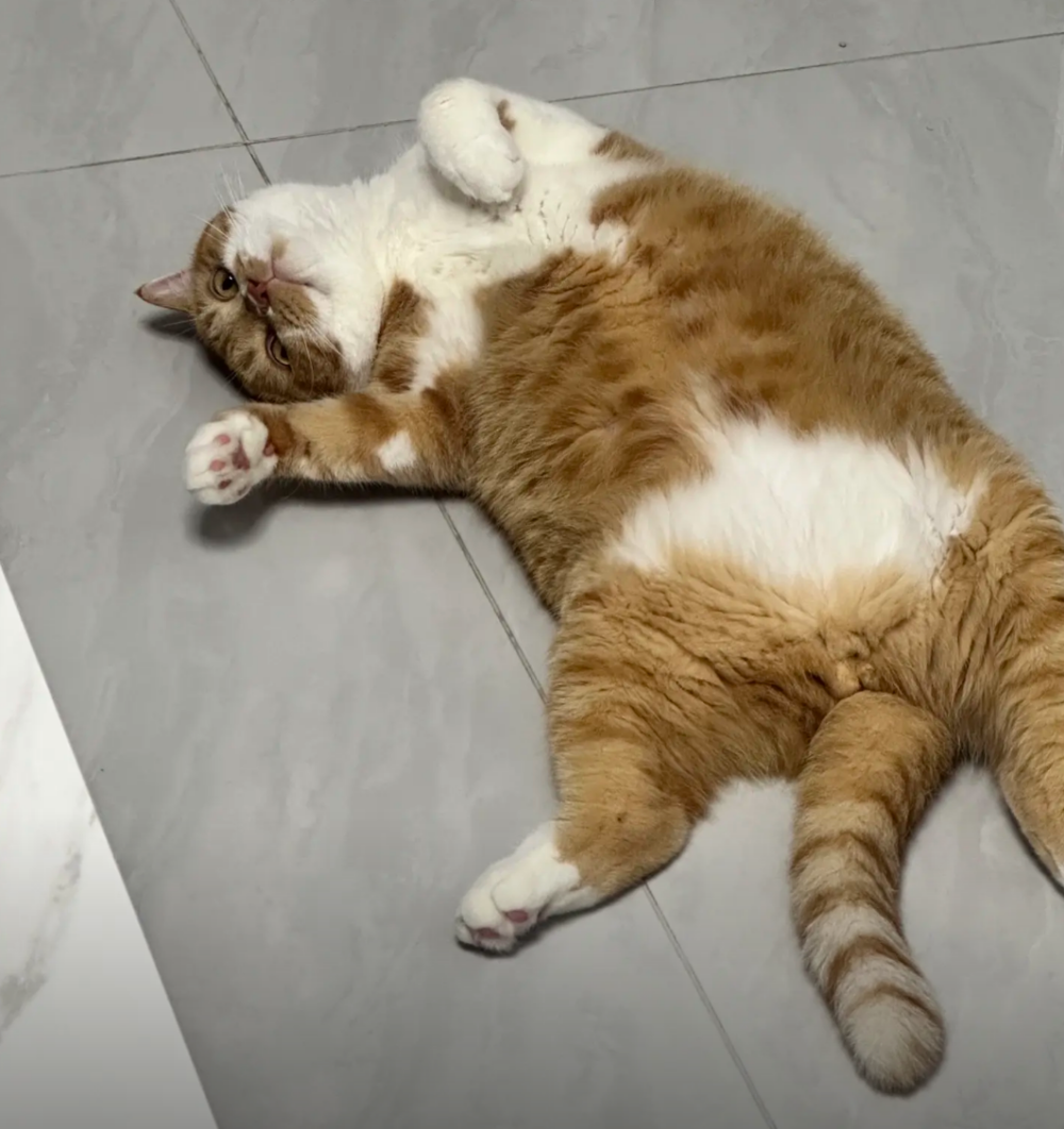 肚肚上的肉肉是靠賣才藝換來的！