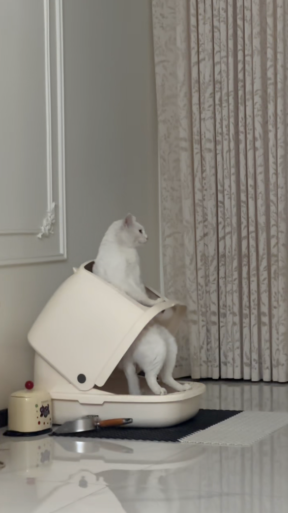 貓咪：你現在要我怎樣？