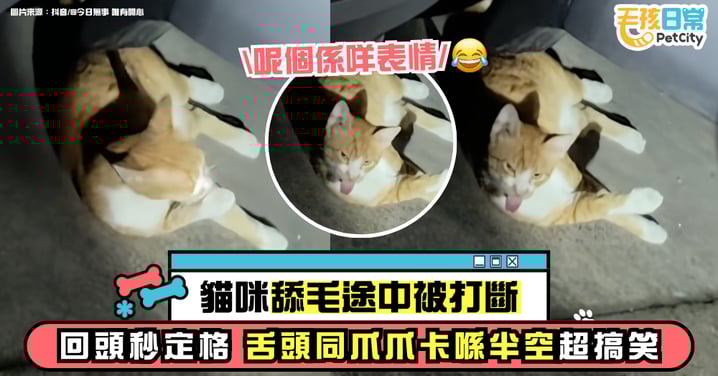 貓咪舔毛中途被打斷　回頭瞬間定格！舌頭爪爪卡半空「醜萌」到極點