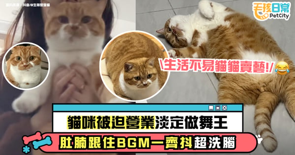 主人抱起貓咪腋下 雙手伸直配合洗腦BGM 肚肚隨節奏抖動網直呼療癒【有片】