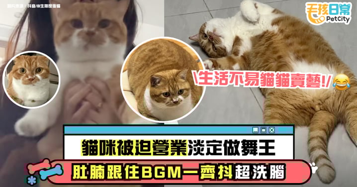 主人抱起貓咪腋下　雙手伸直配合洗腦BGM　肚肚隨節奏抖動網直呼療癒【有片】
