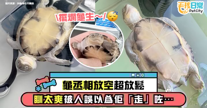 放鬆極致！烏龜四腳朝天像在放空 網友笑稱：滿滿的鬆弛感！【有片】