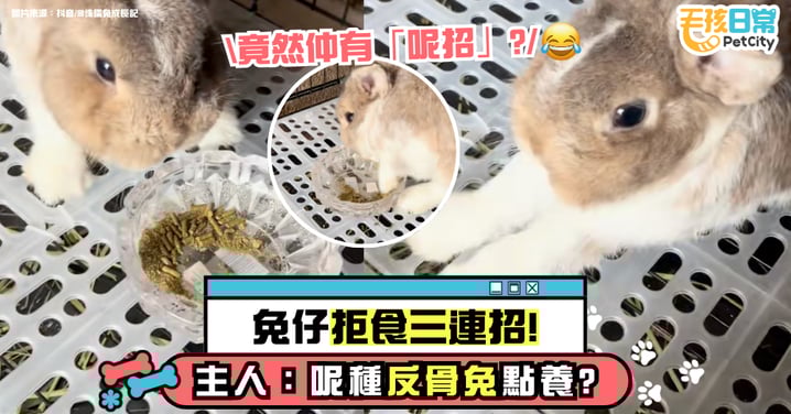 兔兔拒食大作戰！推、甩、刨全套出招 主人：這種「反骨兔」怎麼養？【有片】