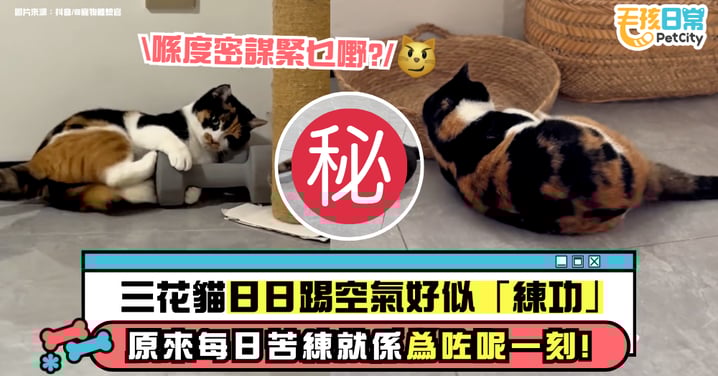 主人困惑三花貓天天踹空氣 最後一幕揭曉原因笑翻眾人