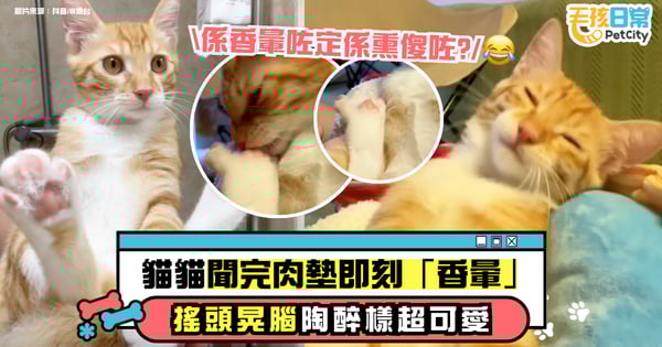 貓咪聞肉球突然被「香暈」　陶醉搖頭晃腦萌翻網友【有片】