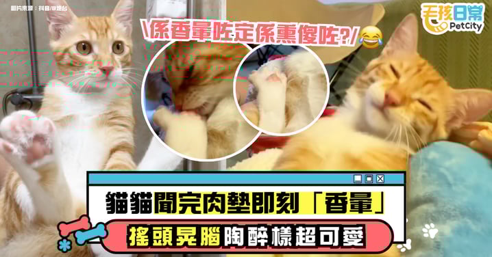 貓咪聞肉球突然被「香暈」 陶醉搖頭晃腦萌翻網友【有片】