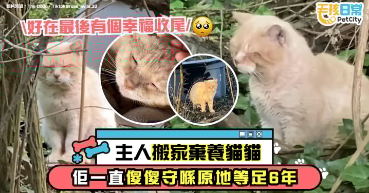 主人搬家不帶走　橘貓原地傻等6年　最後一幕看哭無數人