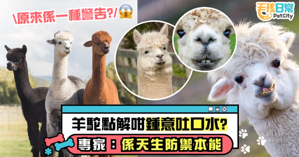 羊駝為何愛吐口水？｜拒愛、護食 專家：這是天生的防禦本能