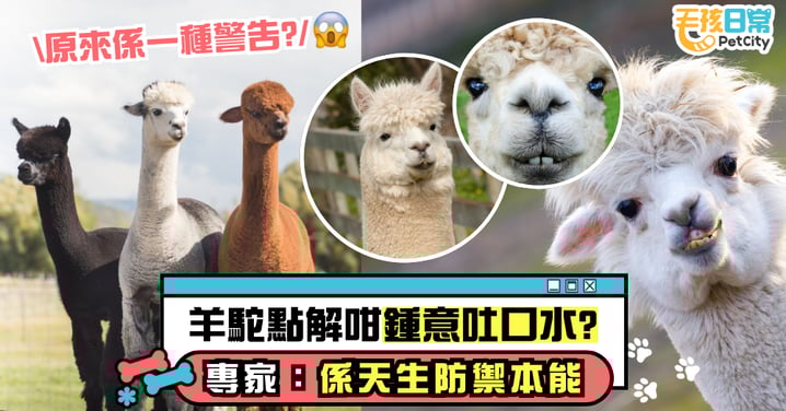 羊駝為何愛吐口水？｜拒愛、護食 專家：這是天生的防禦本能