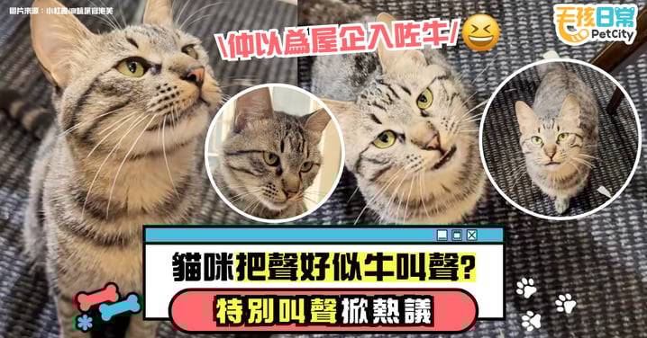 貓叫聲音像牛? 主子發出叫聲竟被誤認成牛叫 靠奇特嗓音意外爆紅【有片】