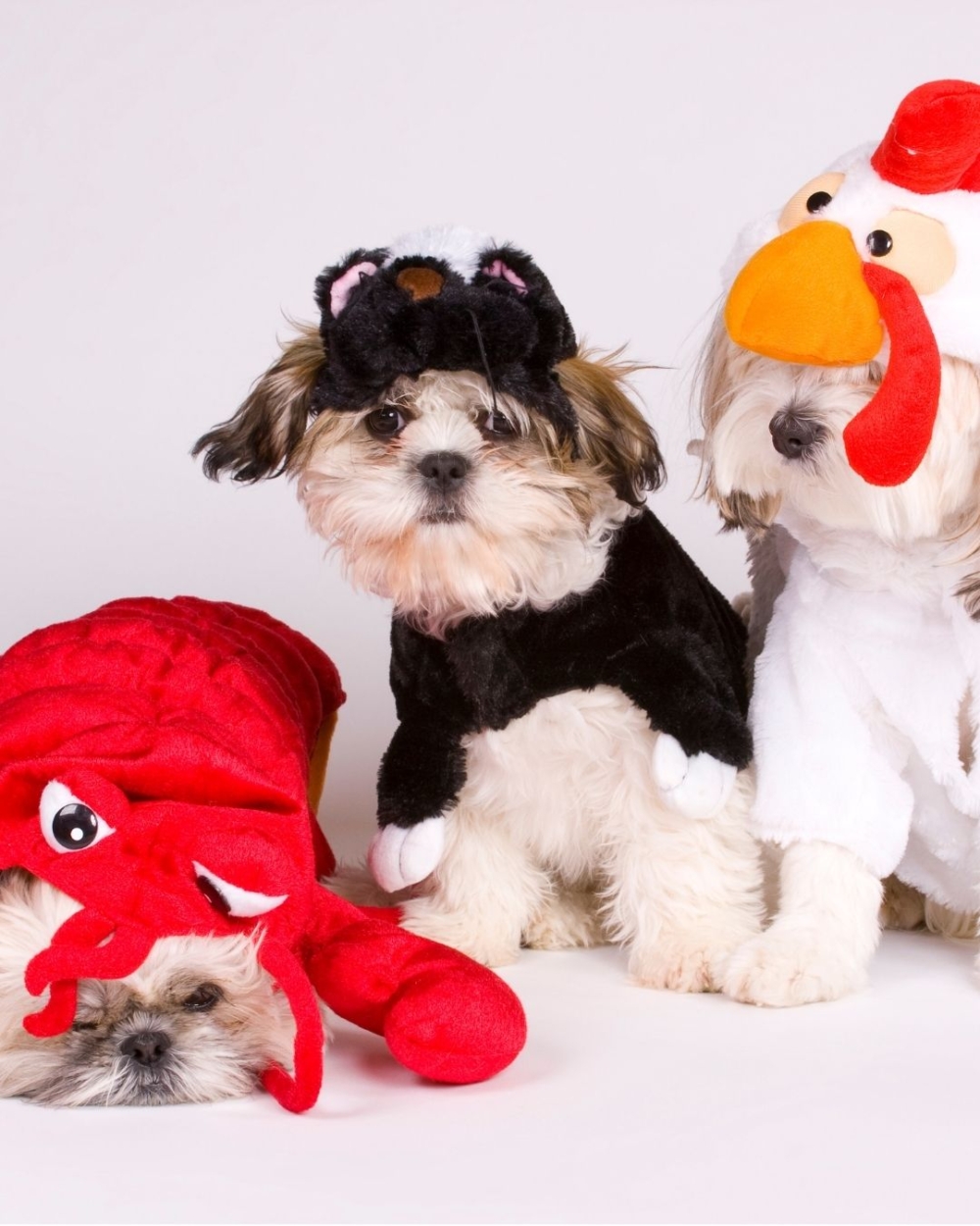 萬聖節寵物之夜。