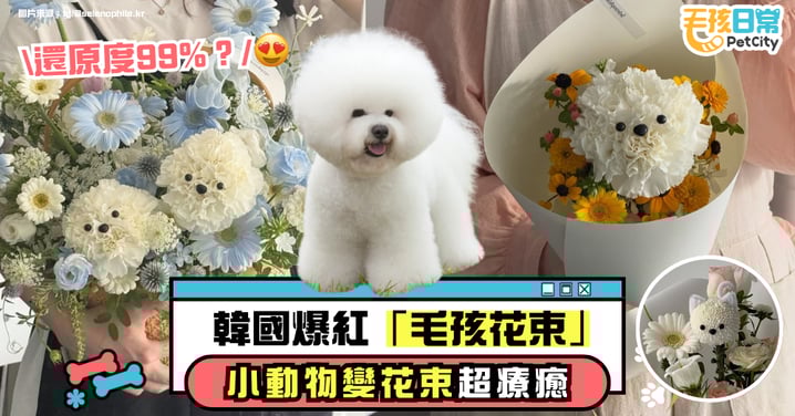韓國爆紅「毛孩花束」｜動物化身花藝靈感 萌樣療癒全網