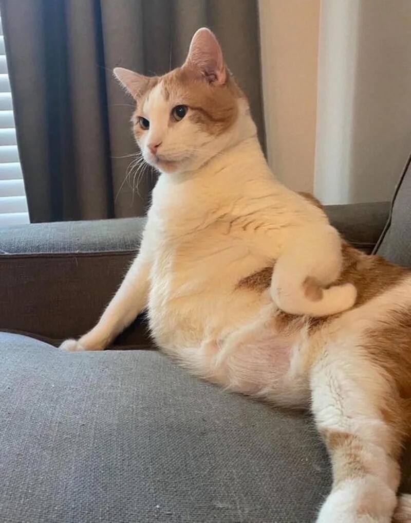 大家覺得像不像？！