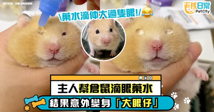小倉鼠滴眼藥水變「水晶眼」　一滴藥水大過眼睛　模樣可憐又好笑【有片】