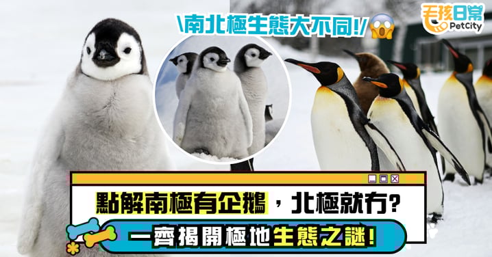 為什麼南極有企鵝，北極卻沒有？揭開極地生態的秘密！