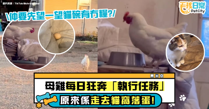 「每日衝刺」的母雞！堅持跑去車庫貓窩下蛋　網友笑稱：太有儀式感