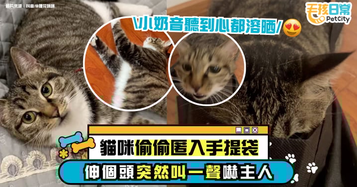 貓咪偷偷鑽進手提袋 伸頭「喵」一聲嚇主人 萌翻全網【有片】