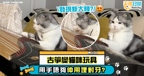 古箏變貓咪玩具　喵星人自彈一聲嚇到自己狂奔逃【有片】