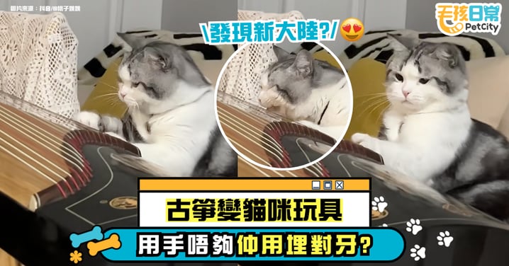 古箏變貓咪玩具　喵星人自彈一聲嚇到自己狂奔逃【有片】
