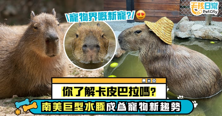 你了解卡皮巴拉嗎？南美巨型水豚成為寵物新趨勢 飼養指南大揭秘！