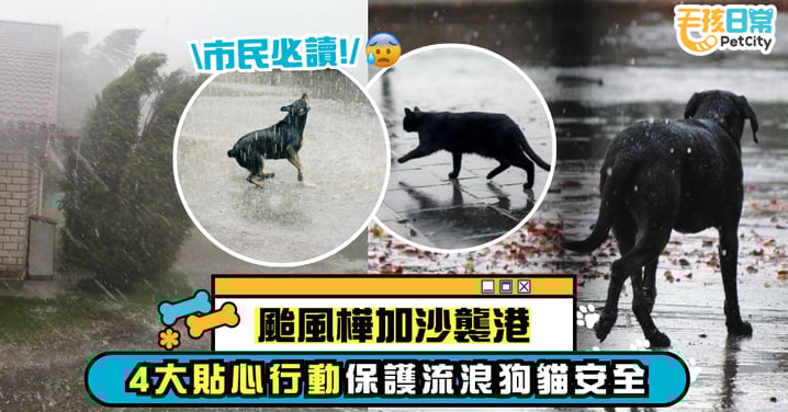 【颱風樺加沙襲港】如何保護流浪動物？4大貼心行動防止受傷走失