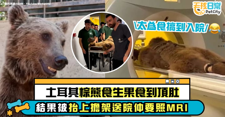 吃太多而入院？土耳其貪吃熊因水果吃過頭被送醫 不僅上擔架還做MRI 檢查