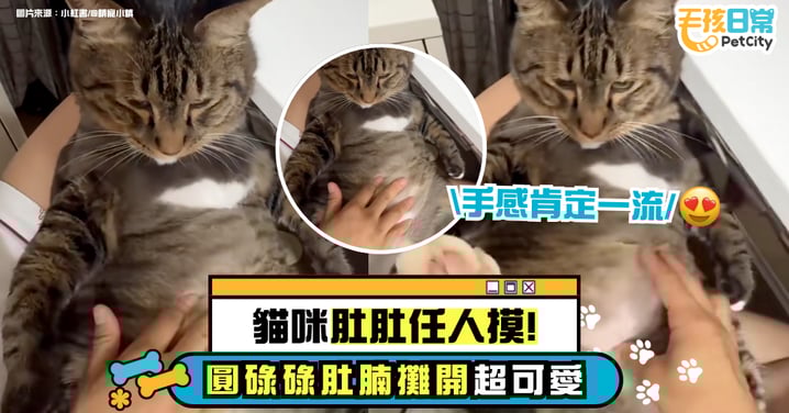 貓咪肚肚任人摸!軟呼呼肉肉攤開 主人狂揉:太舒服了吧