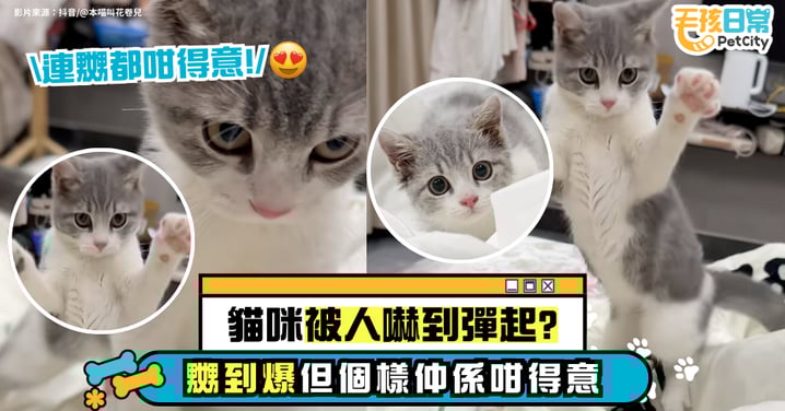 貓咪被嚇到站起來 怒氣沖沖卻依舊超萌 主子：直視我！【有片】