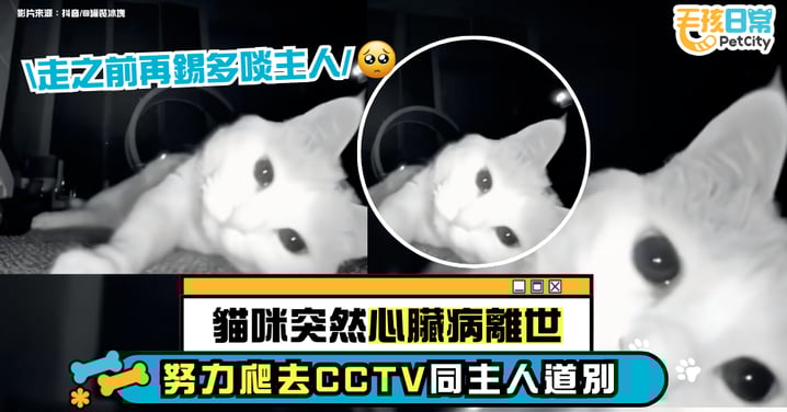主人打開CCTV驚見感人一幕　小貓咪臨終前親鏡頭道別【有片】