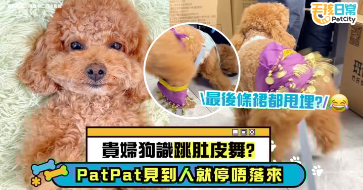 貴婦狗見熟人狂搖PatPat 穿上肚皮舞裙惹笑網民【有片】