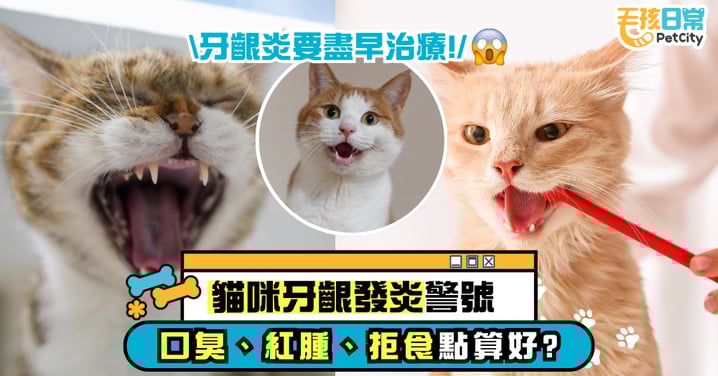 【寵物健康】貓咪牙齦發炎警號！口臭、紅腫到拒食該怎麼辦？