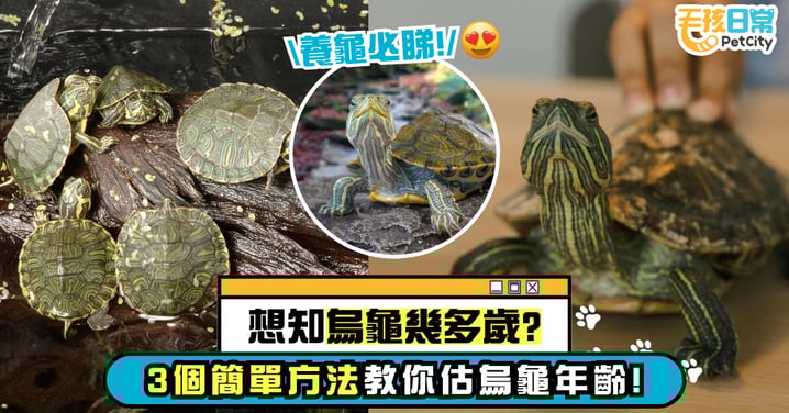 烏龜年齡怎麼看？判斷烏龜年紀的3個簡單方法 這樣觀察最準！